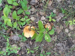 Fungi