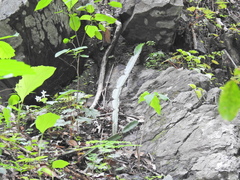 Selenicereus ocamponis