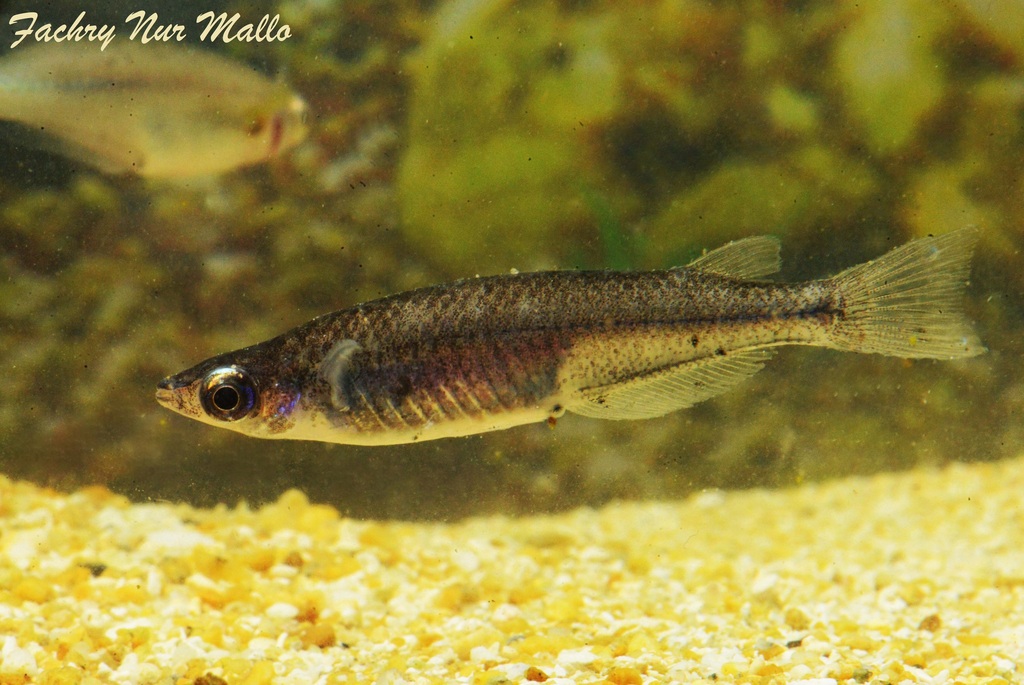 Black medaka (Oryzias nigrimas) — Adrianichthyidae