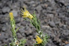 Ericameria discoidea