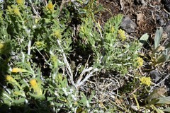 Ericameria discoidea
