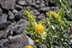 Ericameria discoidea