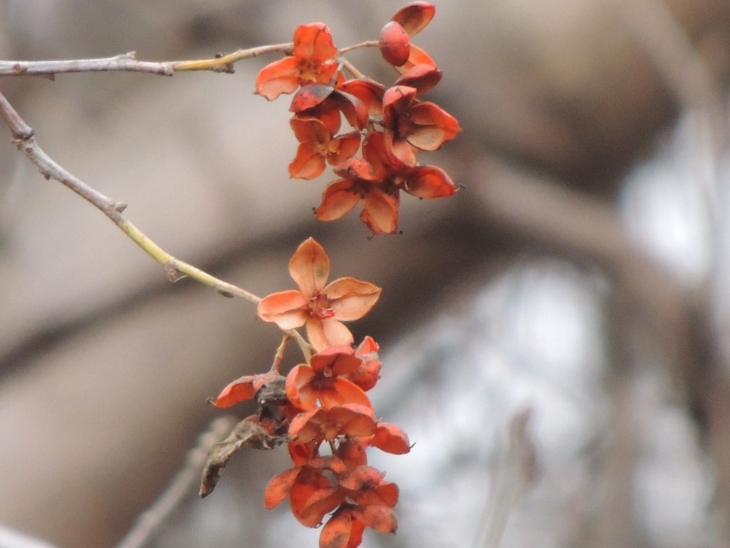 Foto de Escada-de-jacaré