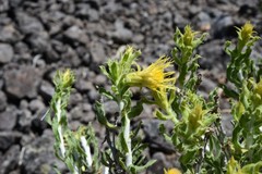Ericameria discoidea
