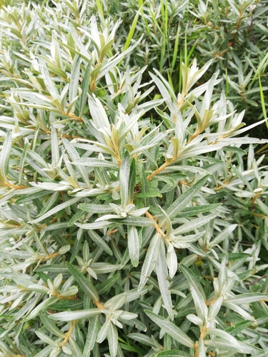 magnoliidy (Magnoliopsida)
