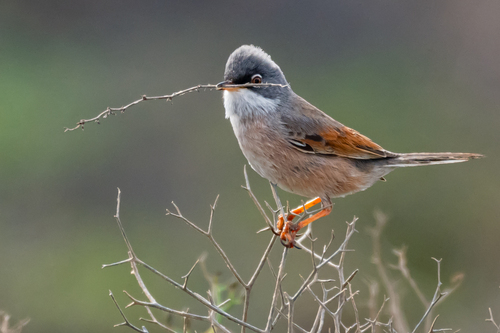 Spectacled Warbler, 35571 Mácher, Las Palmas, Spain, photo 9 of 10