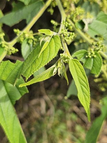 Pau-pólvora