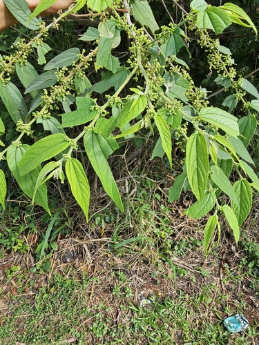 Foto de Pau-pólvora