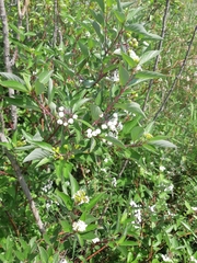 Cornus sericea