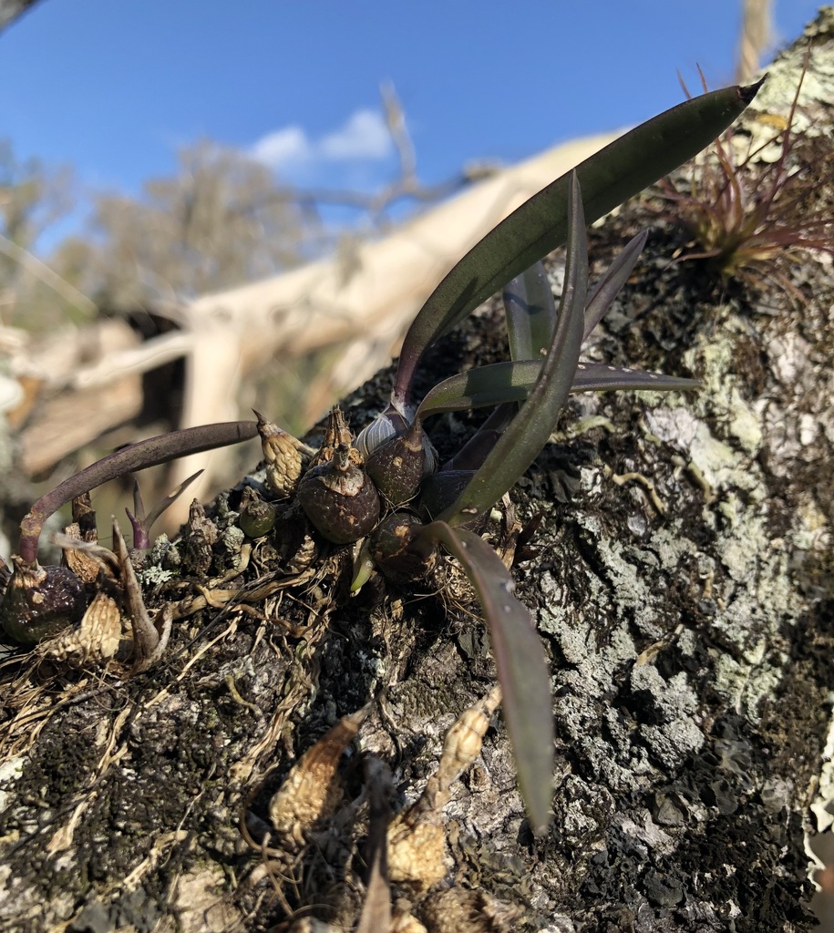 Foto de Orquídea-borboleta