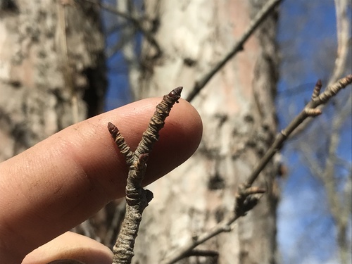 Foto de Flor branquinha