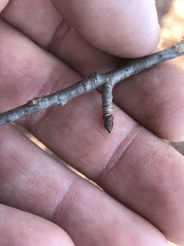 Foto de Flor branquinha