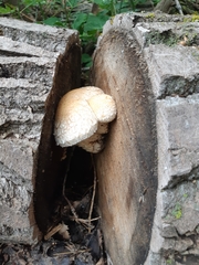 Fungi