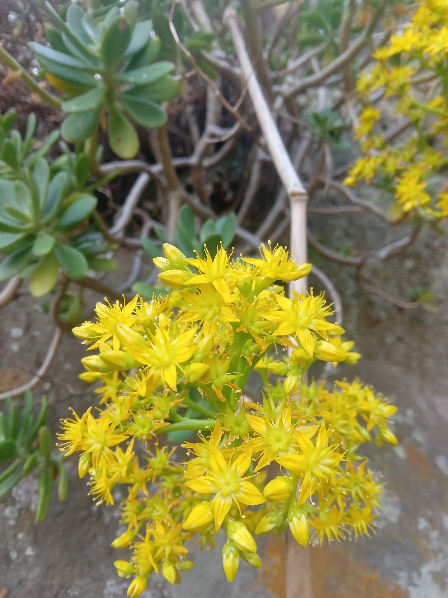 Imagem de Planta jade