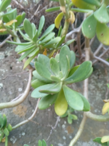 Foto de Planta jade