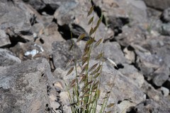 Melica stricta