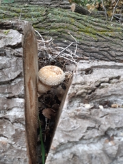 Fungi