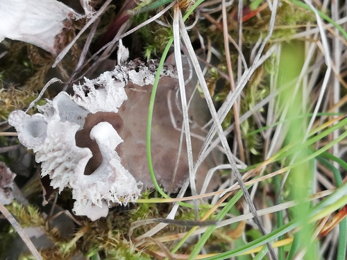 štítnatec psí (Peltigera canina)