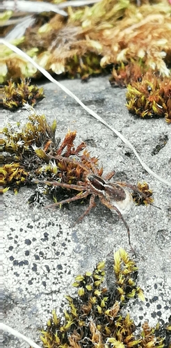 Pin-Stripe Wolf Spider Complex