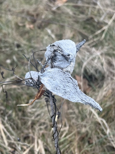 Foto de Flor-de-seda