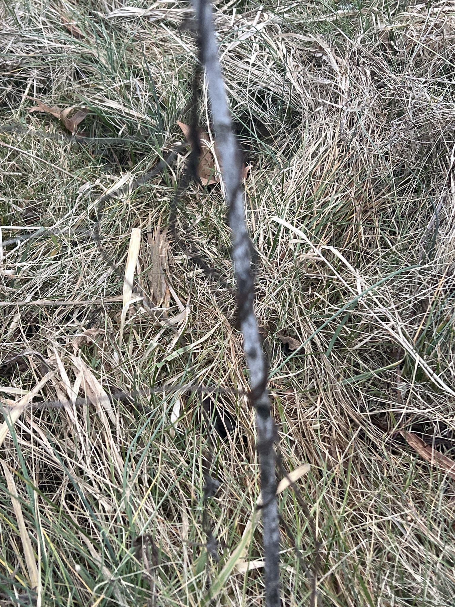 Imagem de Flor-de-seda