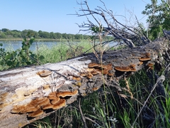 Fungi