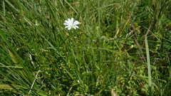 Stellaria persica
