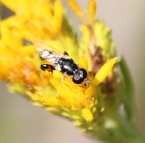 Peg-legged Compost Fly