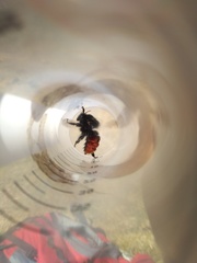 Bombus coccineus