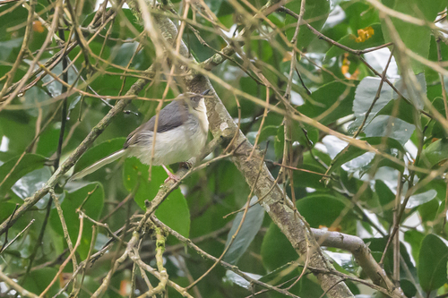 iNaturalist image