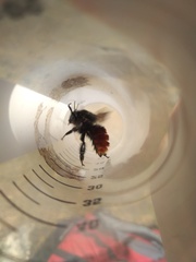 Bombus coccineus