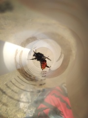 Bombus coccineus