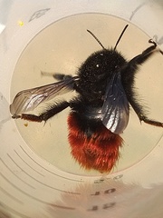 Bombus coccineus