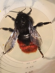 Bombus coccineus