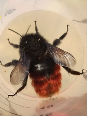 Bombus coccineus