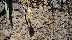 Plantago caucasica