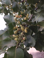 Pistacia vera