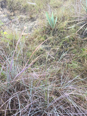 Bouteloua pectinata
