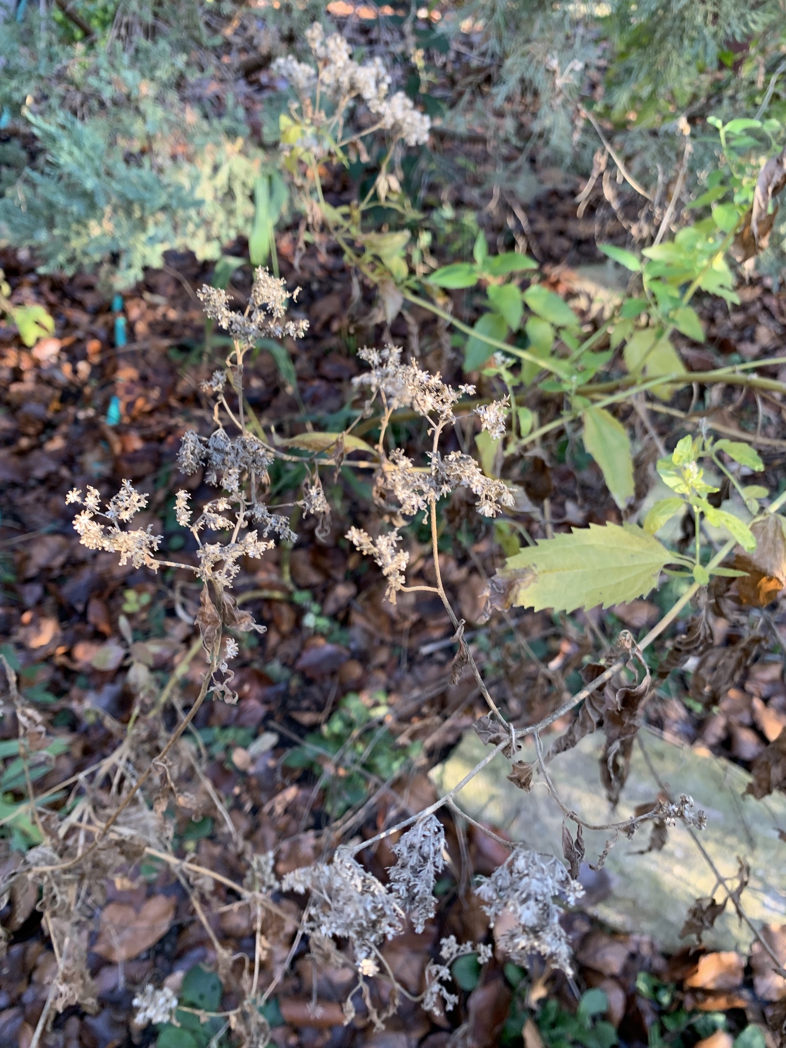 Imagem de Mistflower
