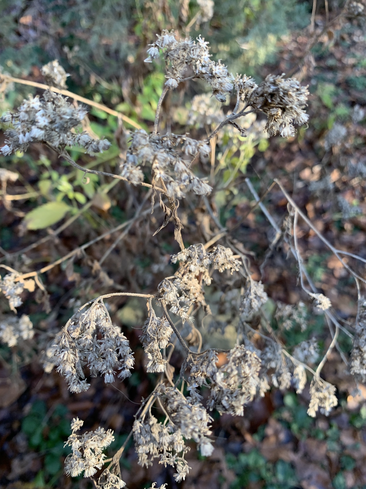 Imagem de Mistflower