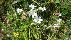 Cherleria circassica