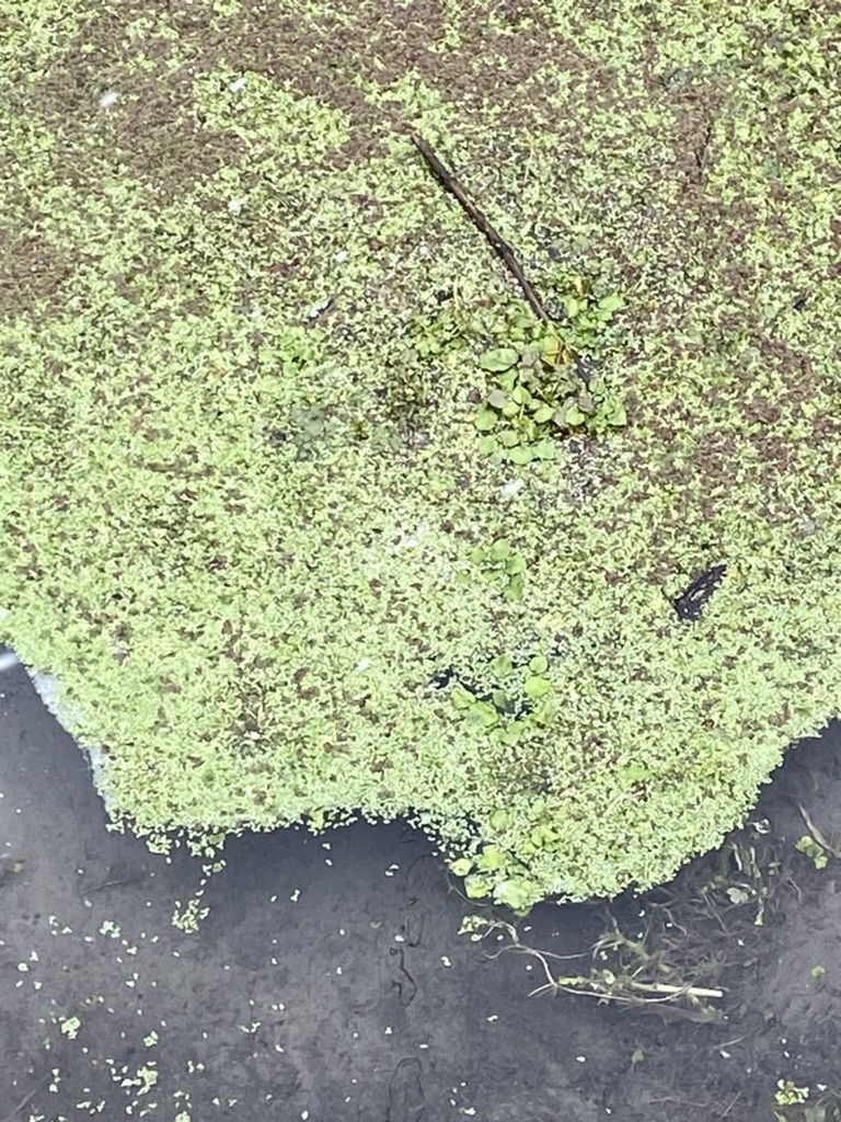 Foto de Lentilha-d'água