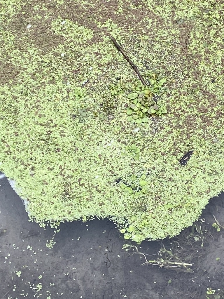 Imagem de Lentilha-d'água