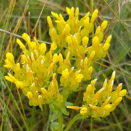 Natal Yellowwort (Sebaea natalensis)