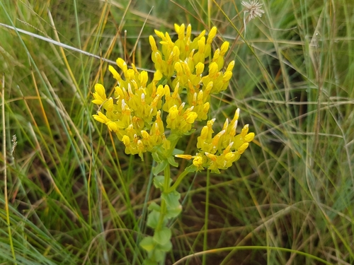 Image of Sebaea natalensis by (c) Stefan Wolmarans, some rights reserved (CC BY)