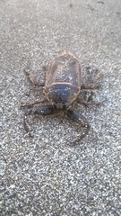 Lethocerus annulipes