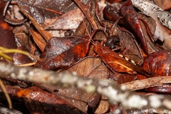 Spharagemon crepitans