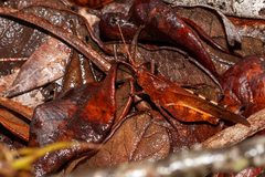 Spharagemon crepitans