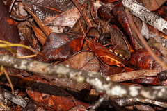 Spharagemon crepitans