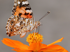 Vanessa cardui